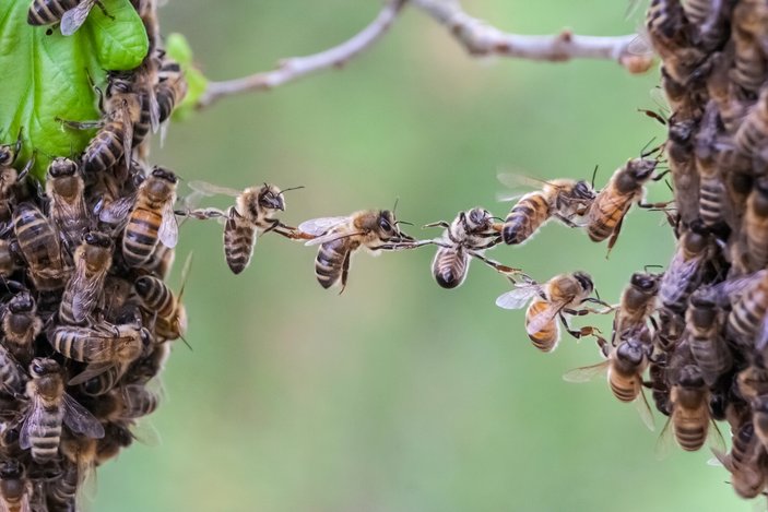 Bienenstock